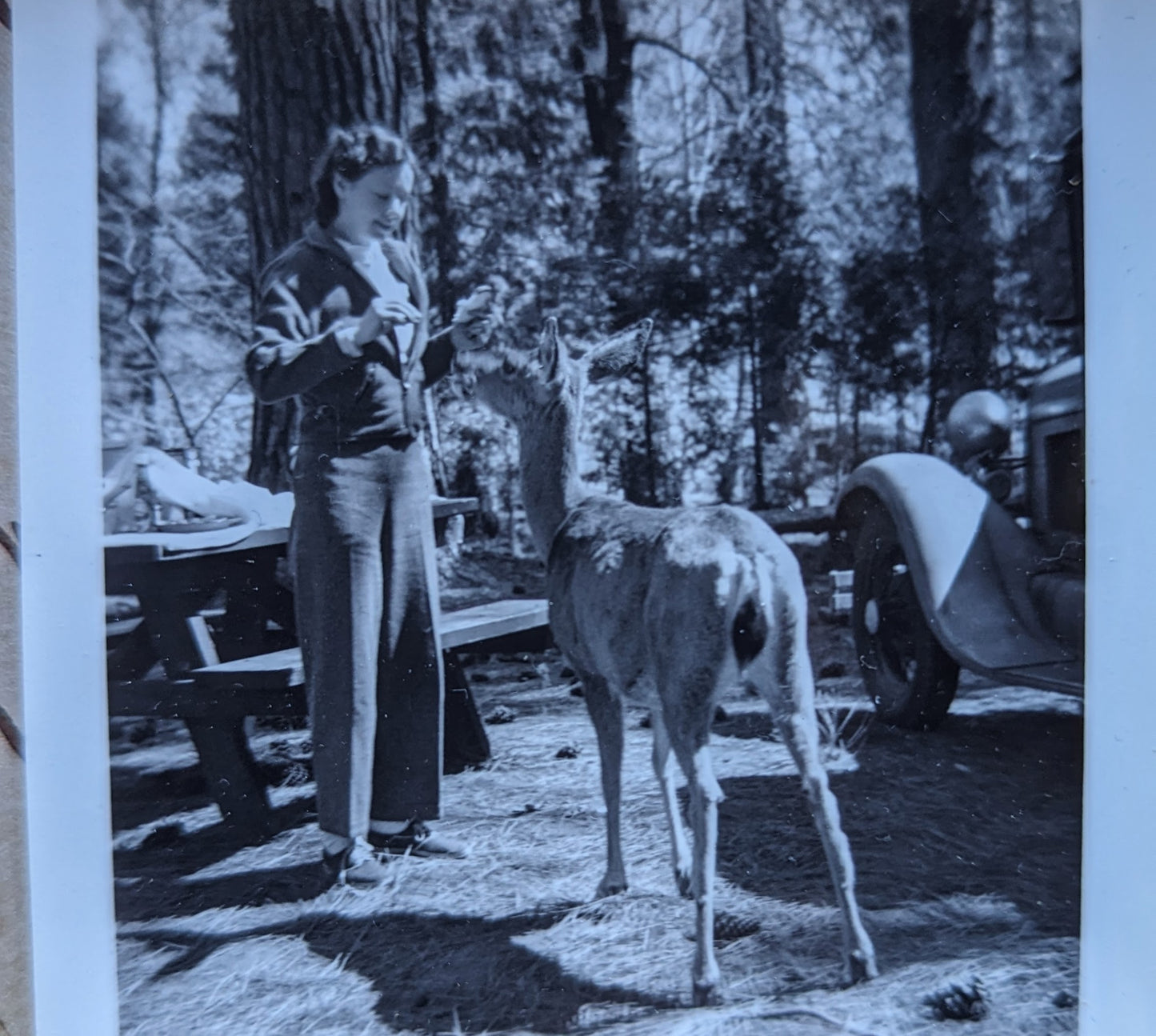 Photo - Feeding the Deer - Old Photograph in Reclaimed Barnwood Frame